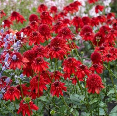 Echinacea hybr. Eccentric ®, Solhatt, C13cm