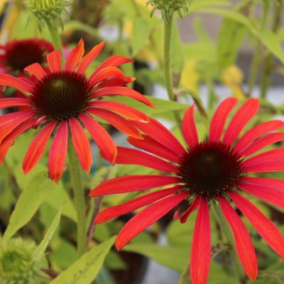 Echinacea hybr. Butterfly ™ Julia ®, Solhatt, C13cm