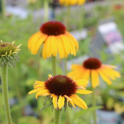 Echinacea hybr. Butterfly ™ Rainbow Marcella Yellow ®, Solhatt, C13cm
