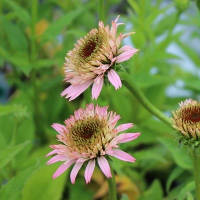 Echinacea hybr. Cone-fections ™ Butterfly Kisses ®, Solhatt, C13cm