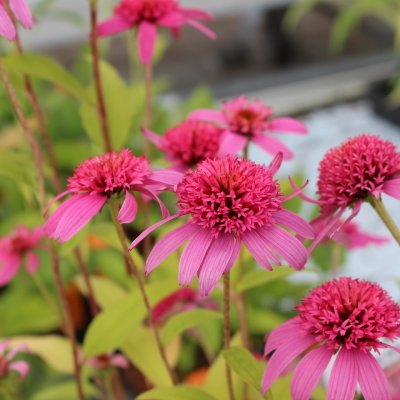 Echinacea hybr. Cone-fections ™ Pink Bonbon ®, Solhatt, C13cm