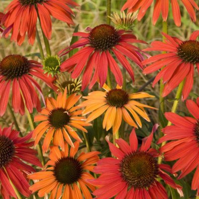 Echinacea hybr. Hot Summer ®, Solhatt, P9cm