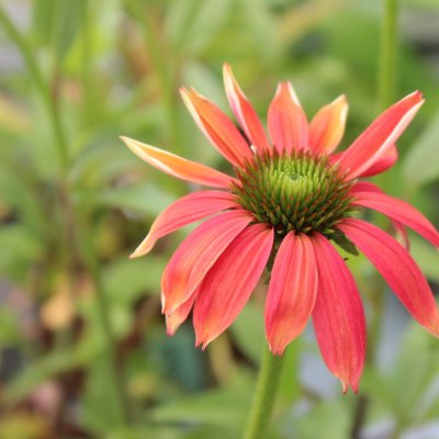 Echinacea hybr. Magenta Pearl ®, Solhatt, C13cm