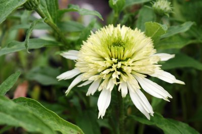 Echinacea hybr. Cone-fections ™ Merinque ®, Solhatt , C13cm