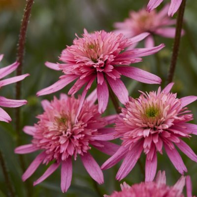 Echinacea hybr. Mini Belle ®, Solhatt