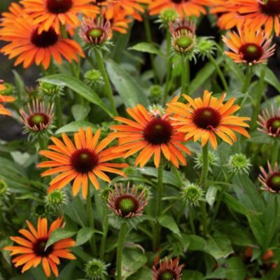 Echinacea hybr. Orange Skipper, Solhatt, C3