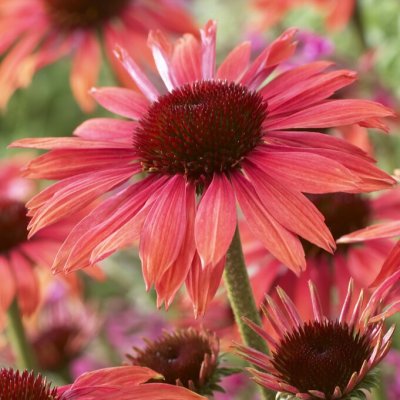 Echinacea hybr. Sundown ®, Solhatt