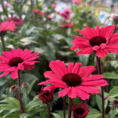 Echinacea hybr. SunSeekers ® Carmine