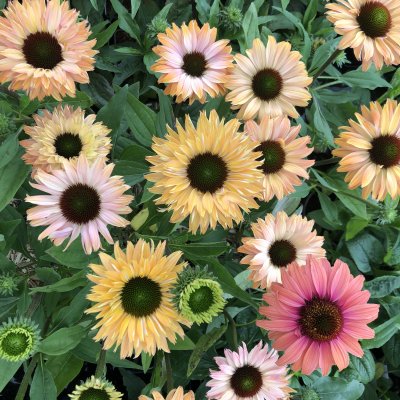 Echinacea hybr. SunSeekers ® Rainbow, Solhatt