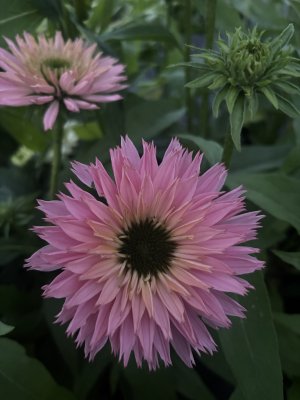 Echinacea hybr. SunSeekers Salmon ®, Solhatt