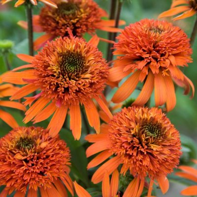 Echinacea hybr. Irresistible ®, Solhatt, SQ1