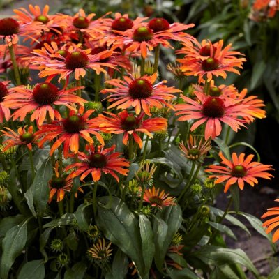 Echinacea hybr. Butterfly ™ Julia ®, Solhatt, C13cm