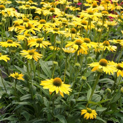 Echinacea hybr. Leilani ®, Solhatt, P9cm