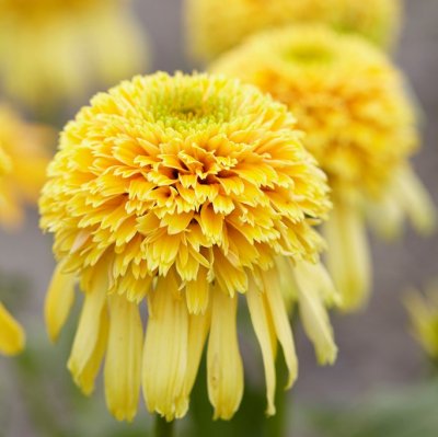 Echinacea hybr. Cone-fections ™ Lemon Drop ®, Solhatt