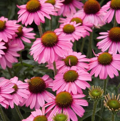Echinacea purpurea Meditation Cerise ®, Solhatt, jumbo stickling 3-pack