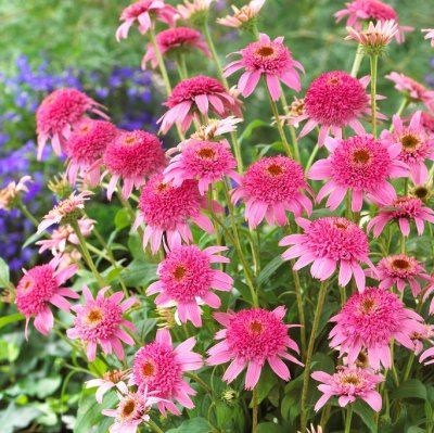 Echinacea purpurea Cone-fections ™ Pink Double Delight ®, Röd Solhatt