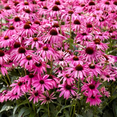 Echinacea hybr. Purple Emperor ®, Solhatt