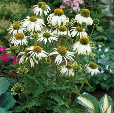 Echinacea purpurea Alba, Solhatt