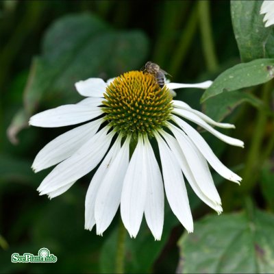 Echinacea purpurea Alba, Solhatt, C13cm