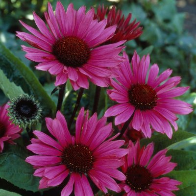 Echinacea purpurea Fatal Attraction, Solhatt, C1