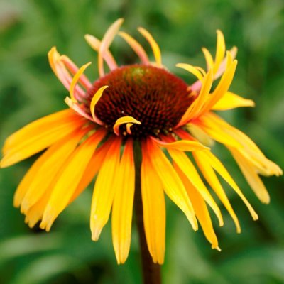 Echinacea purpurea Funky Yellow, Solhatt, SQ1
