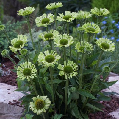 Echinacea hybr. Green Jewel ®, Solhatt
