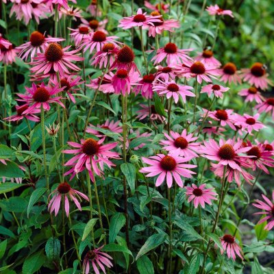 Echinacea purpurea Magnus, Röd Solhatt