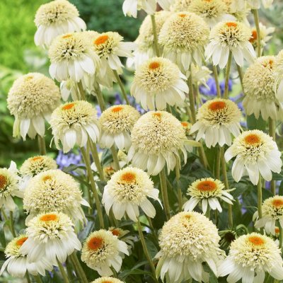 Echinacea purpurea Cone-fections ™ Milkshake ®, Solhatt, C13cm