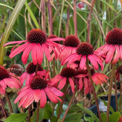 Echinacea purpurea Mooodz ® Devotion