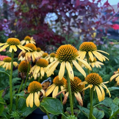 Echinacea purpurea Mooodz ® Dream