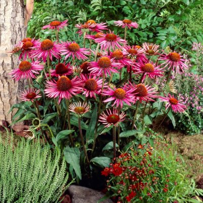 Echinacea purpurea Pica Bella, Röd Solhatt