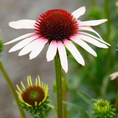 Echinacea purpurea Pink Tip ®, Solhatt, C13cm