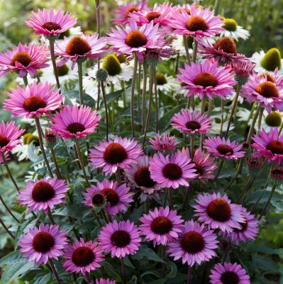 Echinacea hybr. Profusion, Solhatt, P11cm