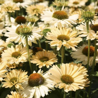 Echinacea purpurea Sensation Mango ®