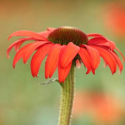 Echinacea purpurea Tomato Soup ®, Solhatt, C13cm