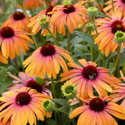 Echinacea hybr. Butterfly ™ Rainbow Marcella ®, Solhatt