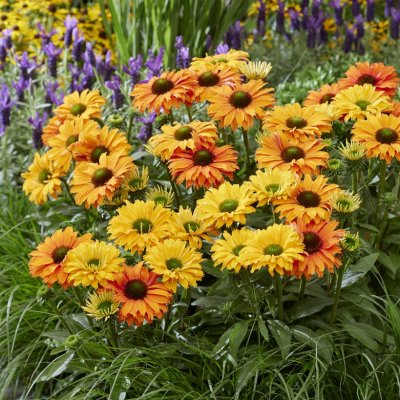 Echinacea hybr. SunSeekers ® Mineola