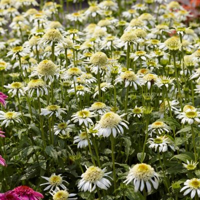Echinacea purpurea Cone-fections ™ White Double Delight ®, Solhatt, C13cm