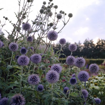 Echinops bannaticus Blue Globe, Blå Bolltistel