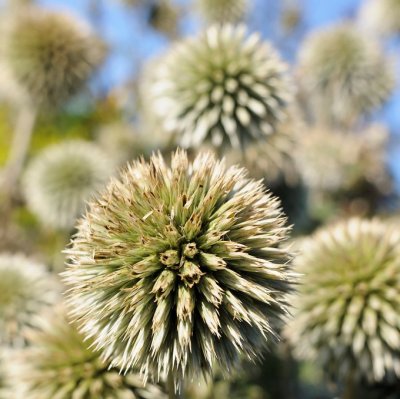 Echinops bannaticus Star Frost, Vit Bolltistel