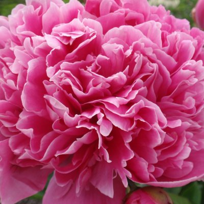 Paeonia lactiflora Edulis Superba