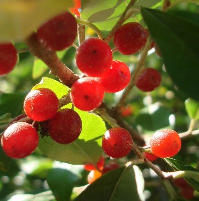 Elaeagnus umbellata Pointilla ® Amoroso ®