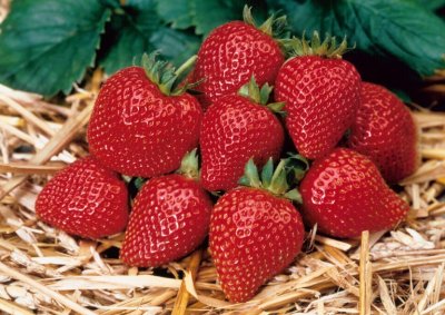 Fragaria x ananassa Elan, Ampeljordgubbe, P9cm