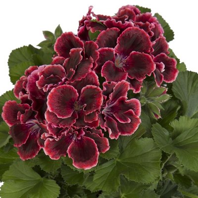 Pelargonium grandiflorum Elegance Adele ®