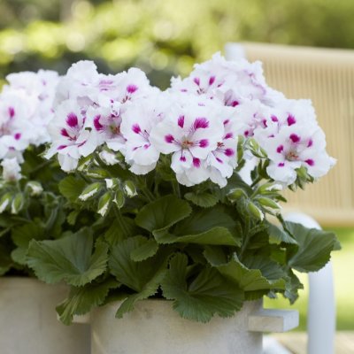 Pelargonium grandiflorum Elegance Royalty White ®