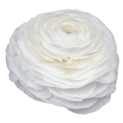 Italiensk Ranunkel Elegance ® Bianco 10st