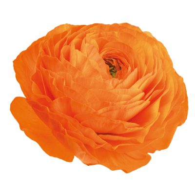 Italiensk Ranunkel Elegance ® Clementine 10st