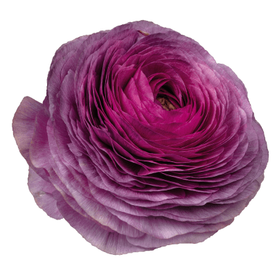 Italiensk Ranunkel Elegance ® Milka 10st