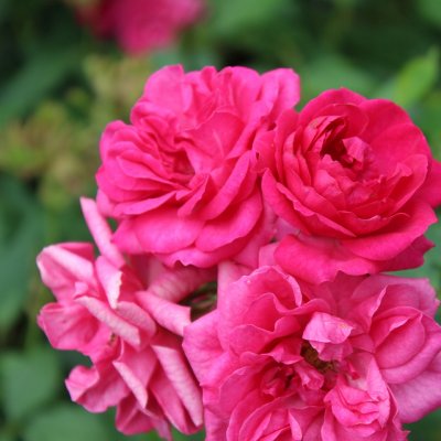 Elmshorn, Buskros, C4