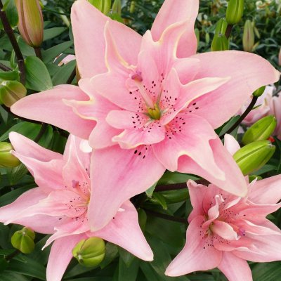 Lilium hybr. Elodie, Asiatisk Lilja, P11cm